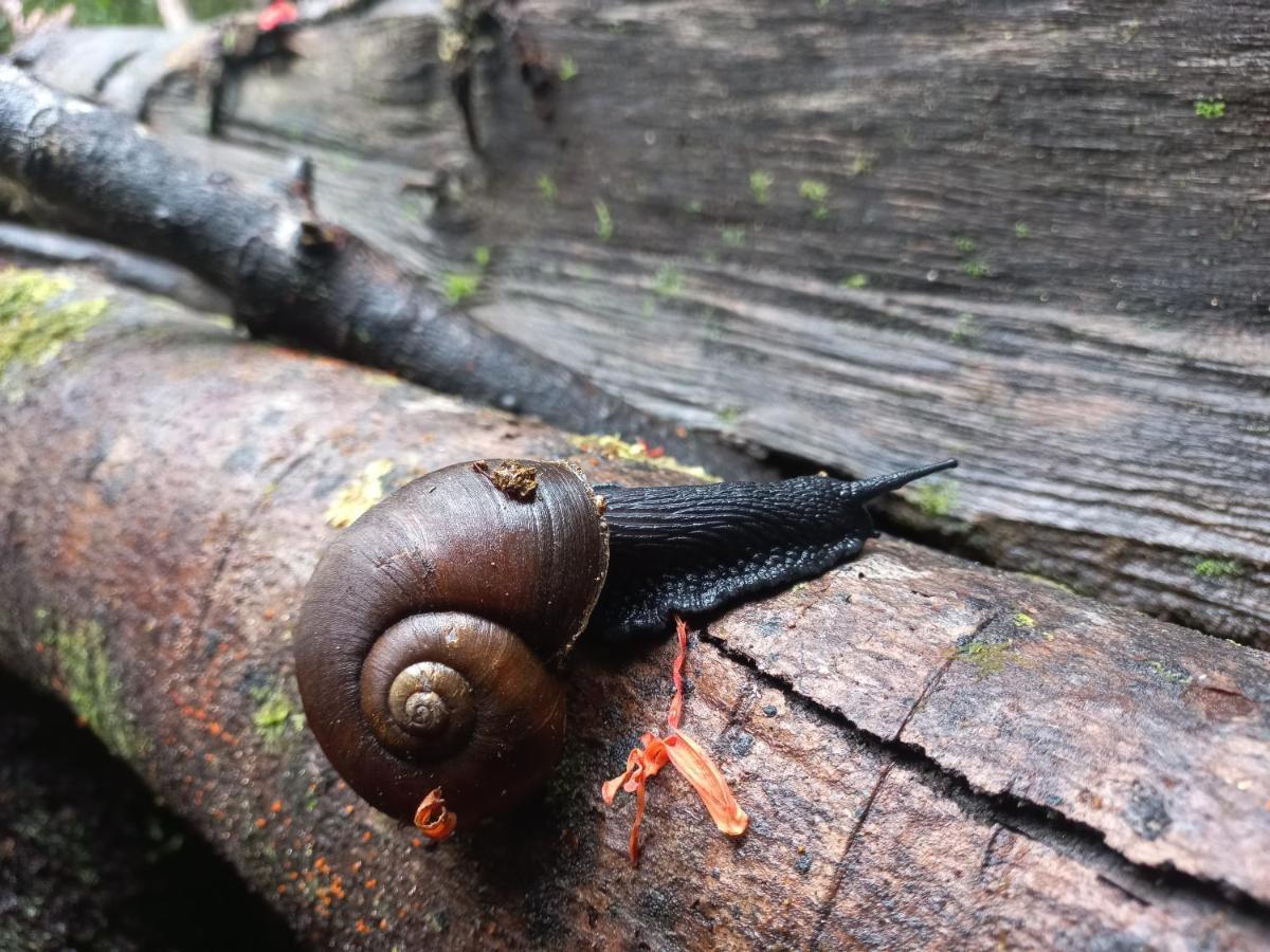 Lodge Parque Tepuhueico Castro Zewnętrze zdjęcie